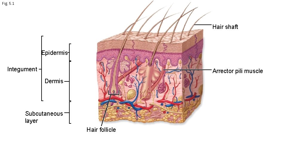 Fig. 5. 1 Hair shaft Epidermis Integument Arrector pili muscle Dermis Subcutaneous layer Hair