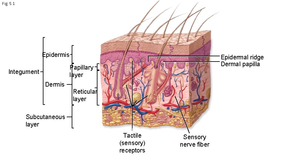 Fig. 5. 1 Epidermis Epidermal ridge Dermal papilla Papillary layer Integument Dermis Reticular layer