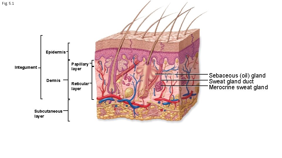 Fig. 5. 1 Epidermis Papillary layer Integument Dermis Subcutaneous layer Reticular layer Sebaceous (oil)