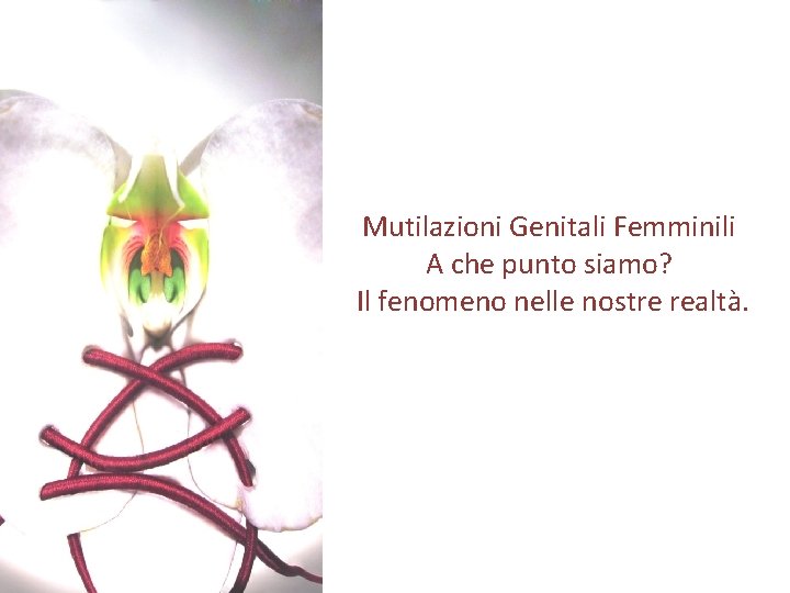 Mutilazioni Genitali Femminili A che punto siamo? Il fenomeno nelle nostre realtà. 