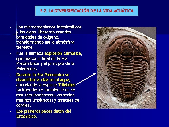 5. 2. LA DIVERSIFICACIÓN DE LA VIDA ACUÁTICA • • Los microorganismos fotosintéticos y