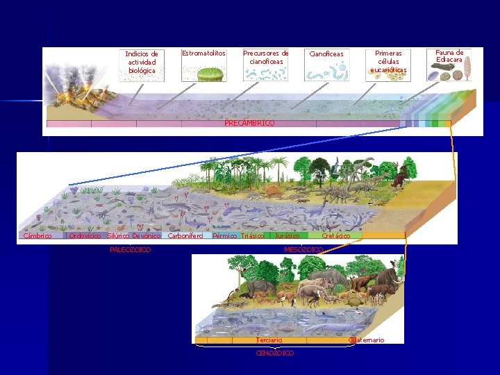 Indicios de actividad biológica Estromatolitos Precursores de cianoficeas Primeras células eucarióticas Cianoficeas PRECÁMBRICO Cámbrico