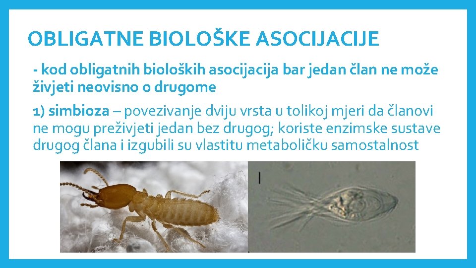 OBLIGATNE BIOLOŠKE ASOCIJACIJE - kod obligatnih bioloških asocija bar jedan član ne može živjeti OBLIGATNE BIOLOŠKE ASOCIJACIJE - kod obligatnih bioloških asocija bar jedan član ne može živjeti