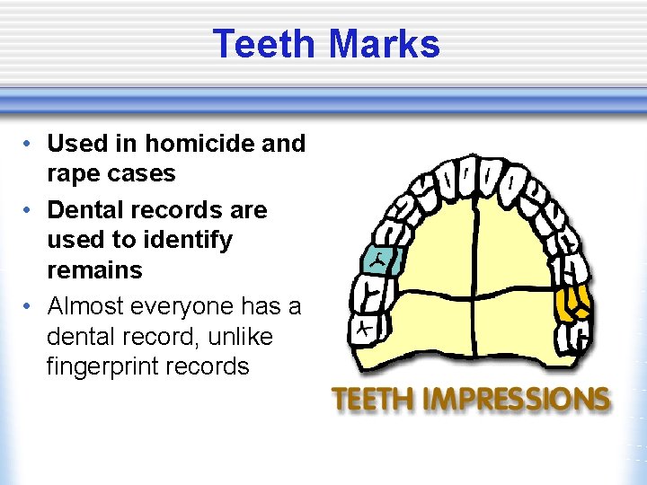 Teeth Marks • Used in homicide and rape cases • Dental records are used