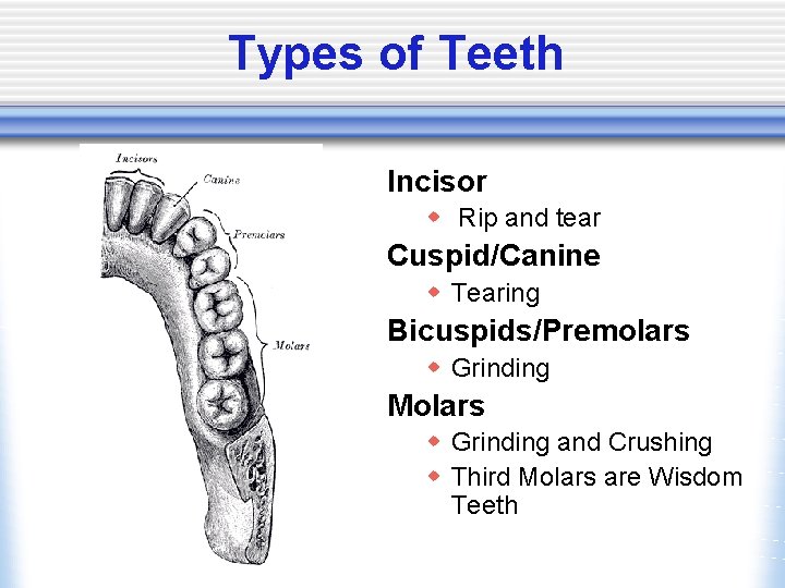 Types of Teeth Incisor w Rip and tear Cuspid/Canine w Tearing Bicuspids/Premolars w Grinding