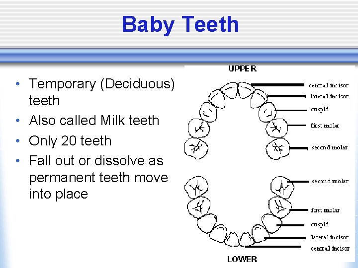 Baby Teeth • Temporary (Deciduous) teeth • Also called Milk teeth • Only 20