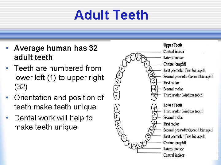 Adult Teeth • Average human has 32 adult teeth • Teeth are numbered from