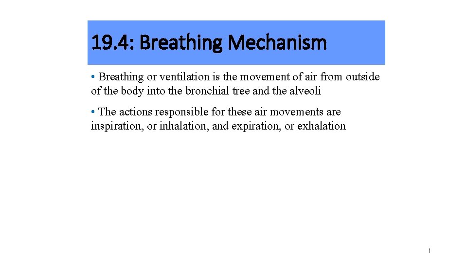 19. 4: Breathing Mechanism • Breathing or ventilation is the movement of air from