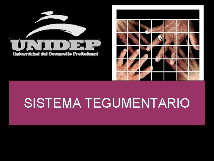 SISTEMA TEGUMENTARIO 