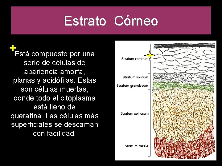 Estrato Córneo Está compuesto por una serie de células de apariencia amorfa, planas y