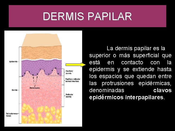DERMIS PAPILAR La dermis papilar es la superior o más superficial que está en DERMIS PAPILAR La dermis papilar es la superior o más superficial que está en