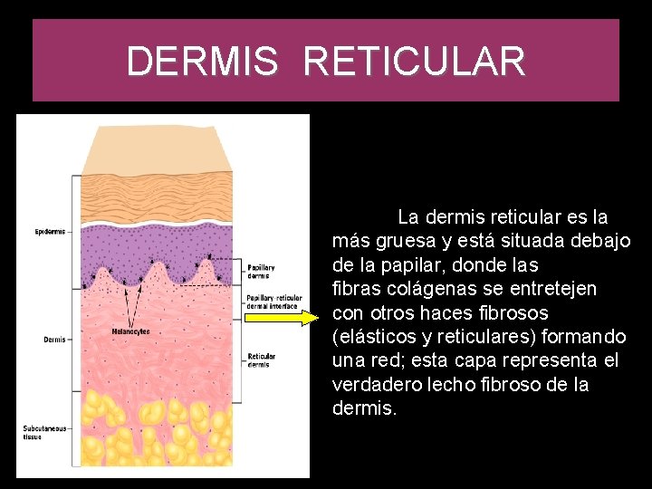 DERMIS RETICULAR La dermis reticular es la más gruesa y está situada debajo de