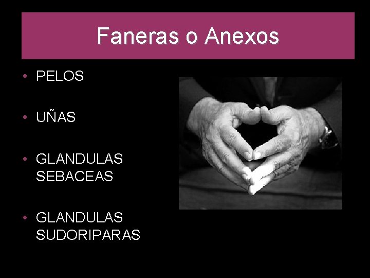 Faneras o Anexos • PELOS • UÑAS • GLANDULAS SEBACEAS • GLANDULAS SUDORIPARAS Faneras o Anexos • PELOS • UÑAS • GLANDULAS SEBACEAS • GLANDULAS SUDORIPARAS