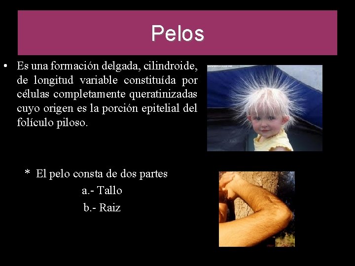 Pelos • Es una formación delgada, cilindroide, de longitud variable constituída por células completamente