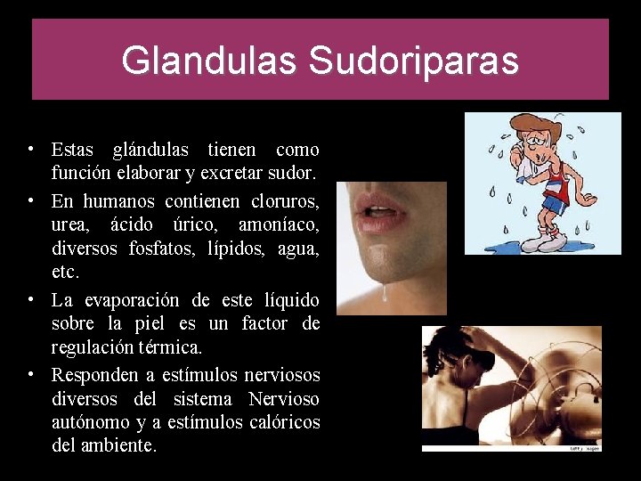 Glandulas Sudoriparas • Estas glándulas tienen como función elaborar y excretar sudor. • En