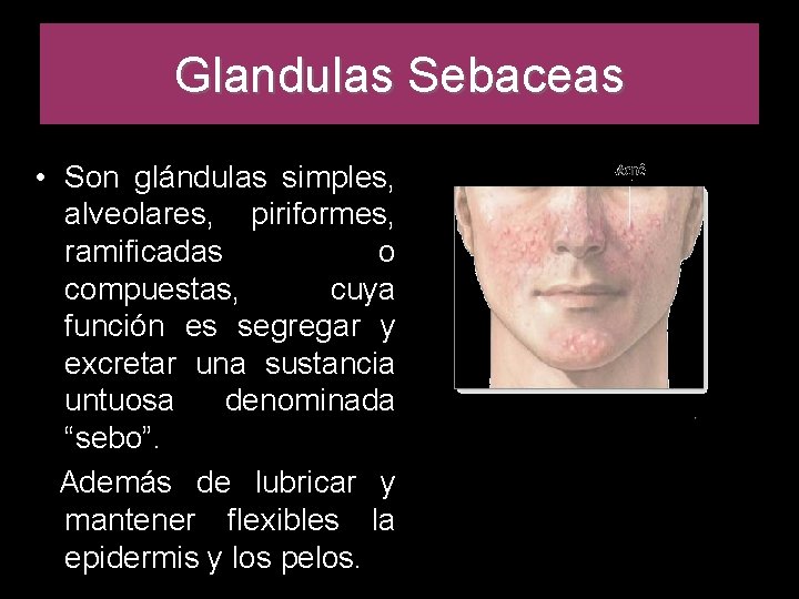 Glandulas Sebaceas • Son glándulas simples, alveolares, piriformes, ramificadas o compuestas, cuya función es