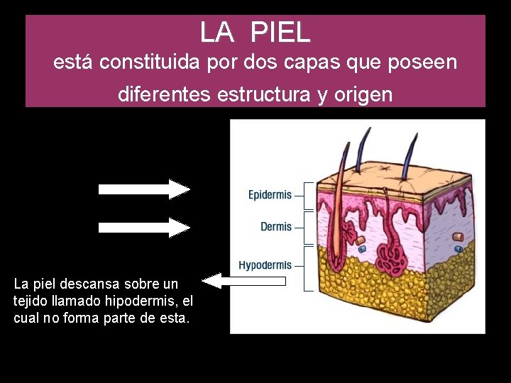LA PIEL está constituida por dos capas que poseen diferentes estructura y origen La LA PIEL está constituida por dos capas que poseen diferentes estructura y origen La