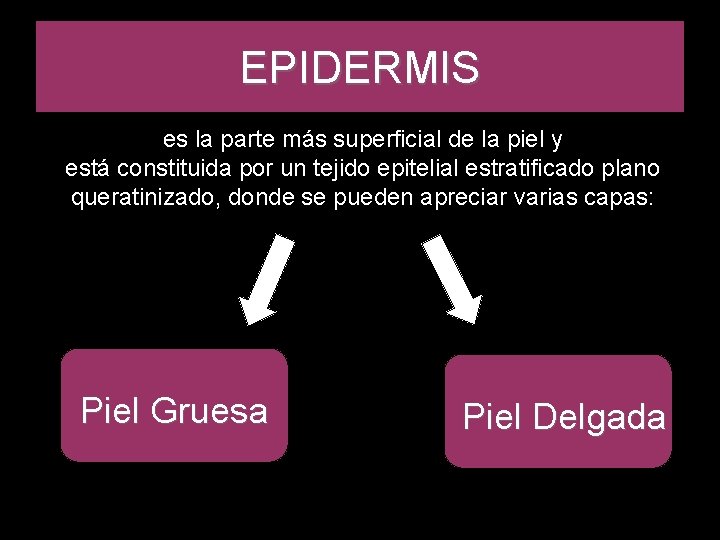 EPIDERMIS es la parte más superficial de la piel y está constituida por un EPIDERMIS es la parte más superficial de la piel y está constituida por un