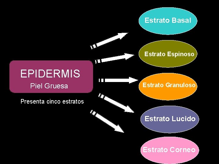 Estrato Basal Estrato Espinoso EPIDERMIS Piel Gruesa Estrato Granuloso Presenta cinco estratos Estrato Lucido