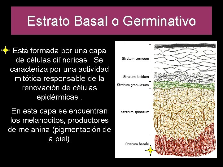 Estrato Basal o Germinativo Está formada por una capa de células cilíndricas. Se caracteriza