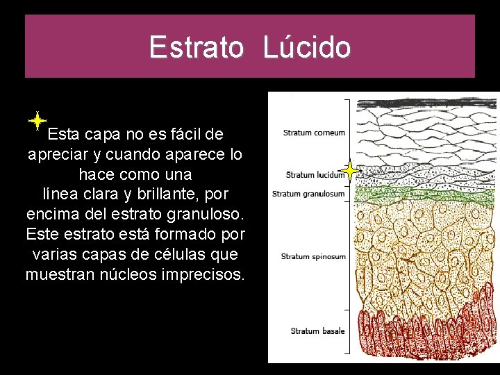 Estrato Lúcido Esta capa no es fácil de apreciar y cuando aparece lo hace