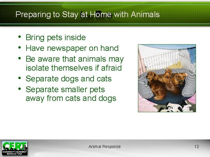 Preparing to Stay at Home with Animals • Bring pets inside • Have newspaper