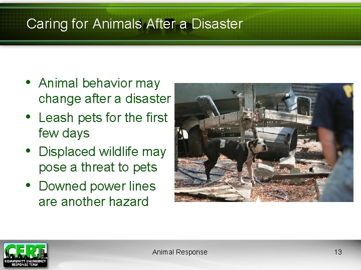 Caring for Animals After a Disaster • Animal behavior may • • • change