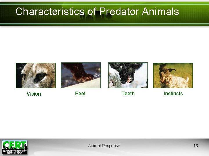Characteristics of Predator Animals Vision Feet Teeth Animal Response Instincts 16 