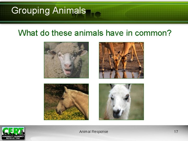 Grouping Animals What do these animals have in common? Animal Response 17 