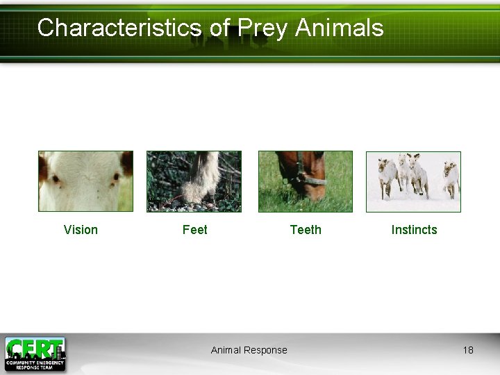 Characteristics of Prey Animals Vision Feet Teeth Animal Response Instincts 18 