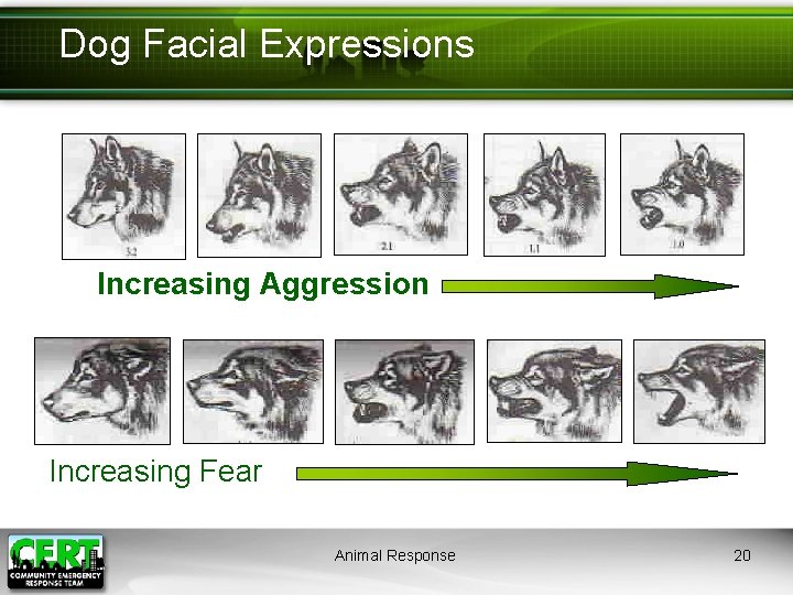 Dog Facial Expressions Increasing Aggression Increasing Fear Animal Response 20 