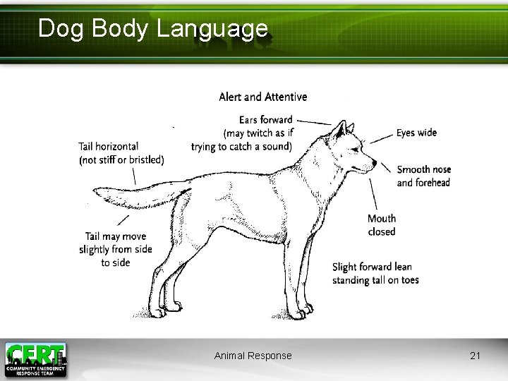 Dog Body Language Animal Response 21 