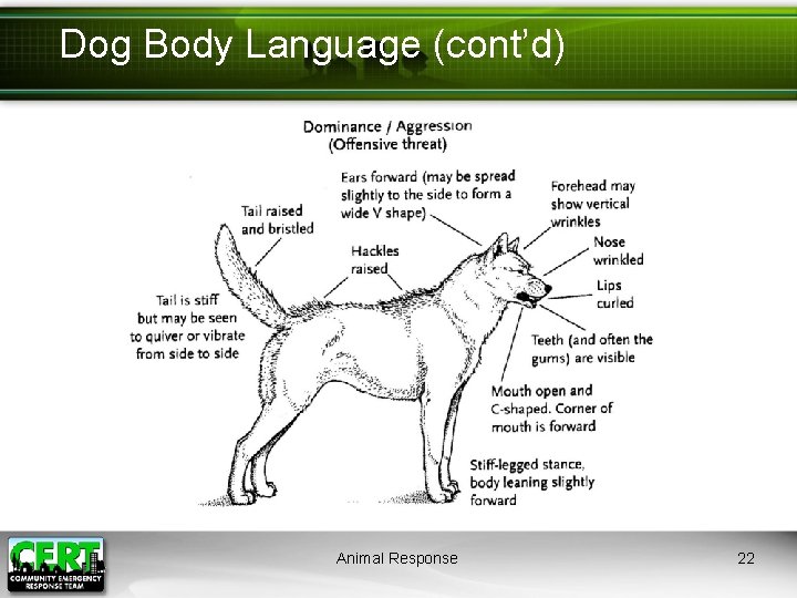 Dog Body Language (cont’d) Animal Response 22 