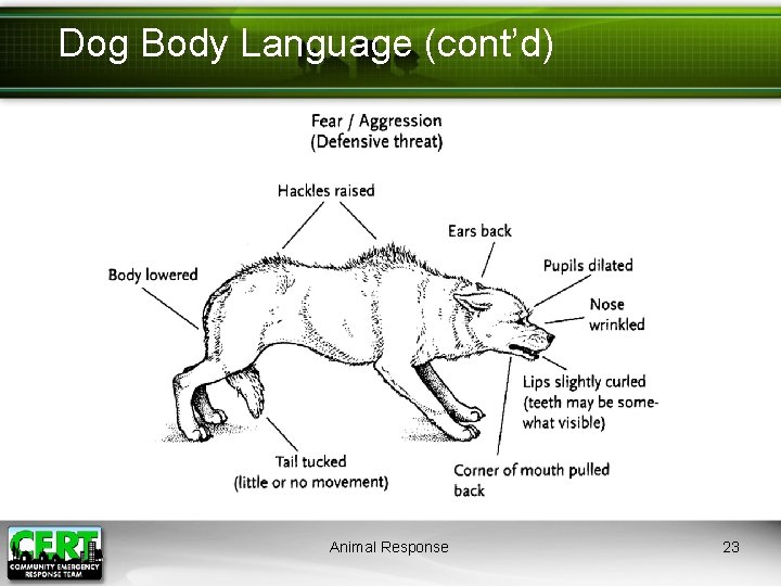 Dog Body Language (cont’d) Animal Response 23 