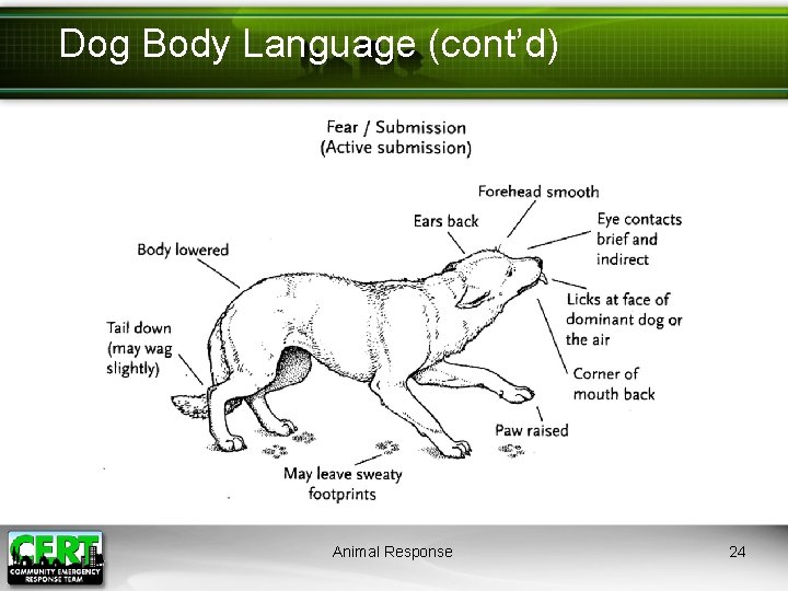Dog Body Language (cont’d) Animal Response 24 