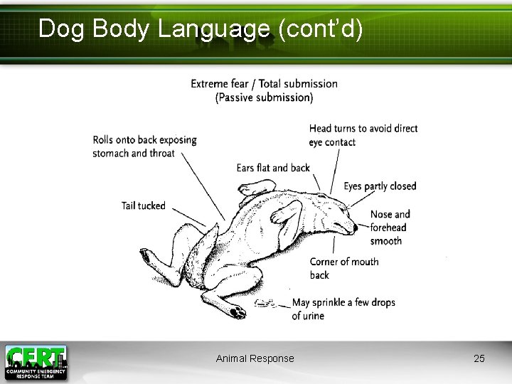 Dog Body Language (cont’d) Animal Response 25 