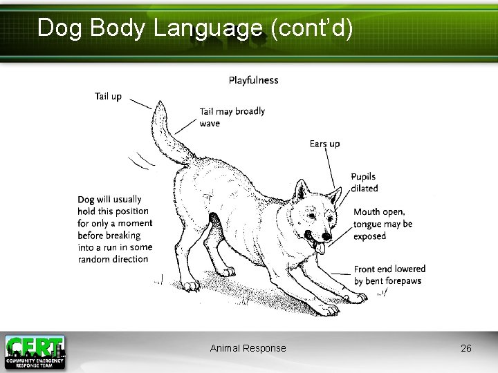 Dog Body Language (cont’d) Animal Response 26 