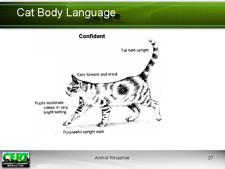 Cat Body Language Confident Animal Response 27 