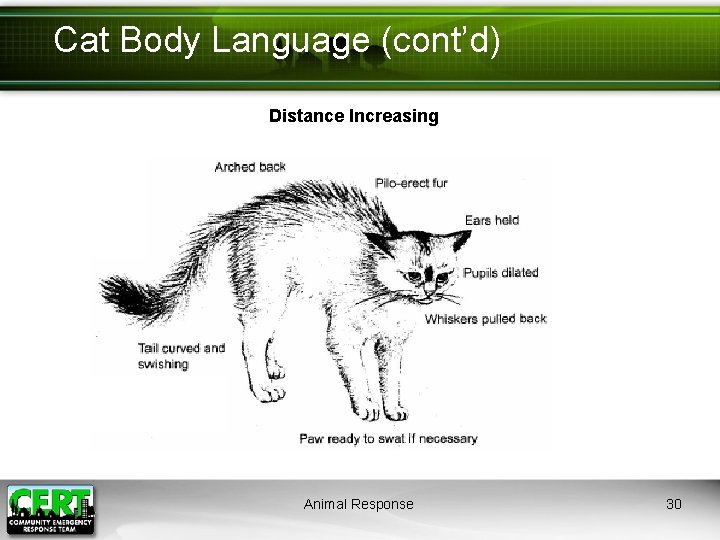 Cat Body Language (cont’d) Distance Increasing Animal Response 30 