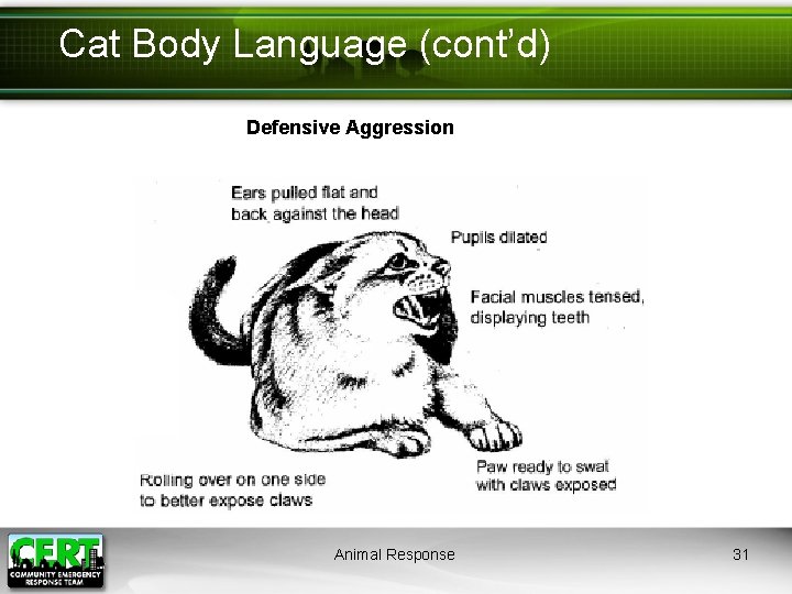Cat Body Language (cont’d) Defensive Aggression Animal Response 31 