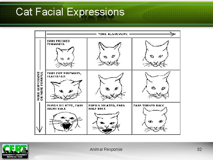 Cat Facial Expressions Animal Response 32 