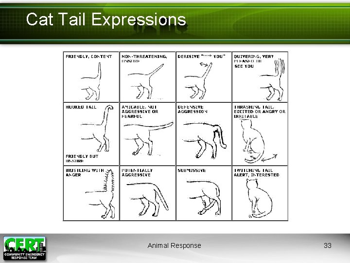 Cat Tail Expressions Animal Response 33 