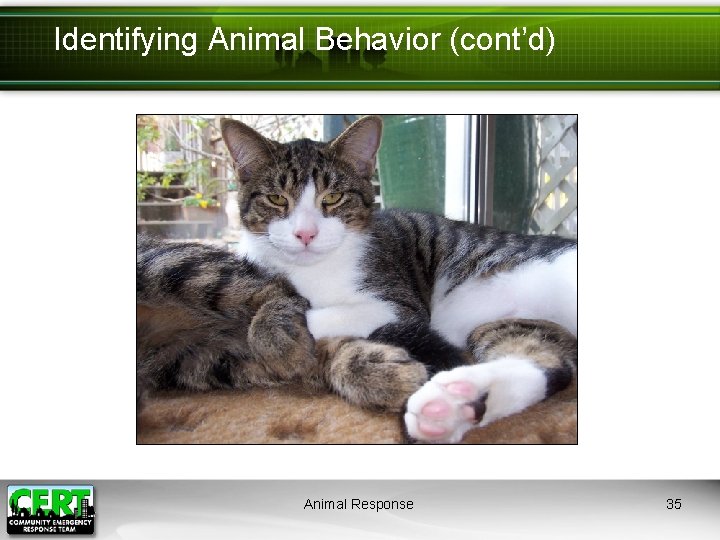 Identifying Animal Behavior (cont’d) Animal Response 35 