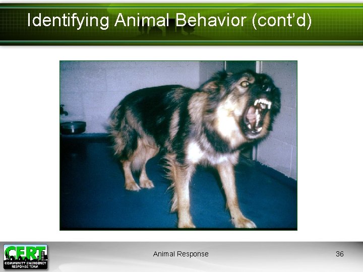 Identifying Animal Behavior (cont’d) Animal Response 36 