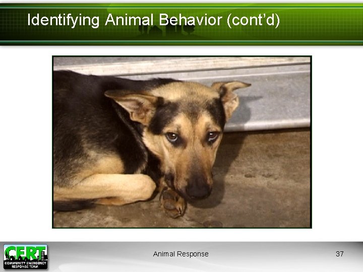 Identifying Animal Behavior (cont’d) Animal Response 37 