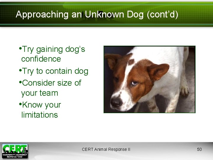 Approaching an Unknown Dog (cont’d) • Try gaining dog’s confidence • Try to contain