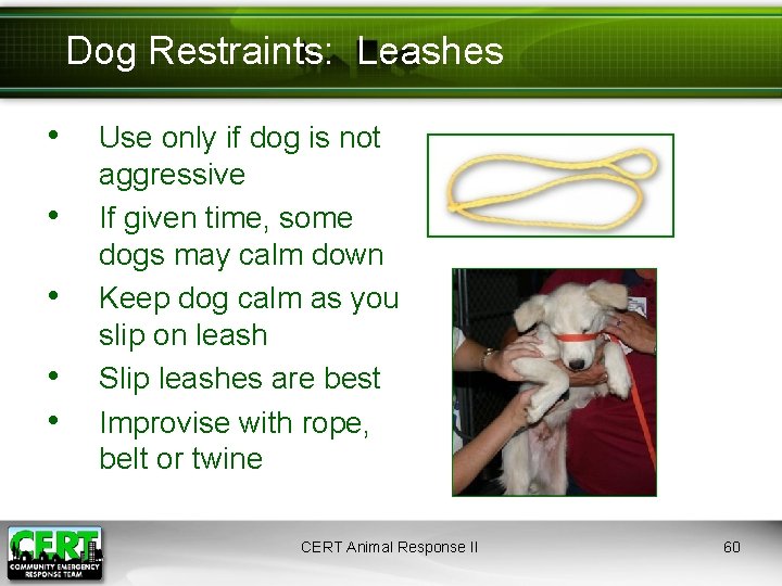 Dog Restraints: Leashes • • • Use only if dog is not aggressive If