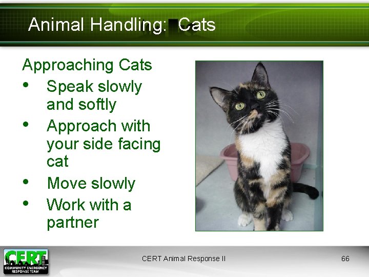 Animal Handling: Cats Approaching Cats • Speak slowly and softly • Approach with your