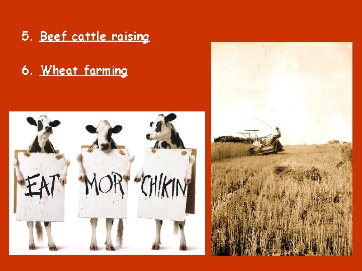 5. Beef cattle raising 6. Wheat farming 