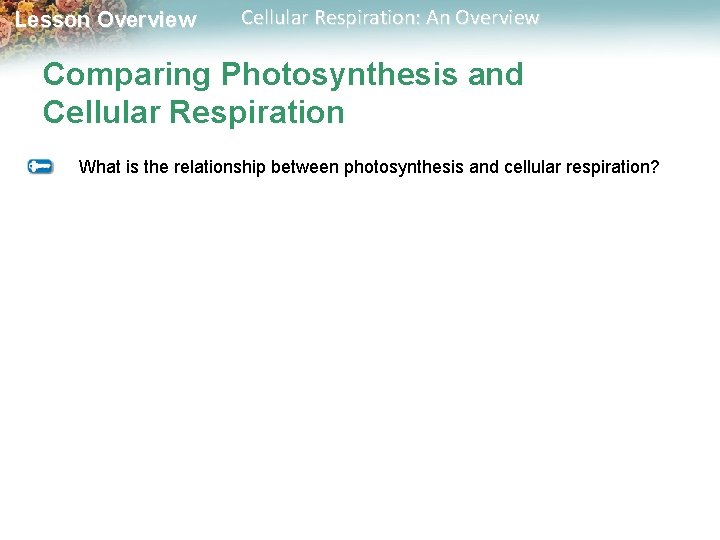 Lesson Overview Cellular Respiration: An Overview Comparing Photosynthesis and Cellular Respiration What is the